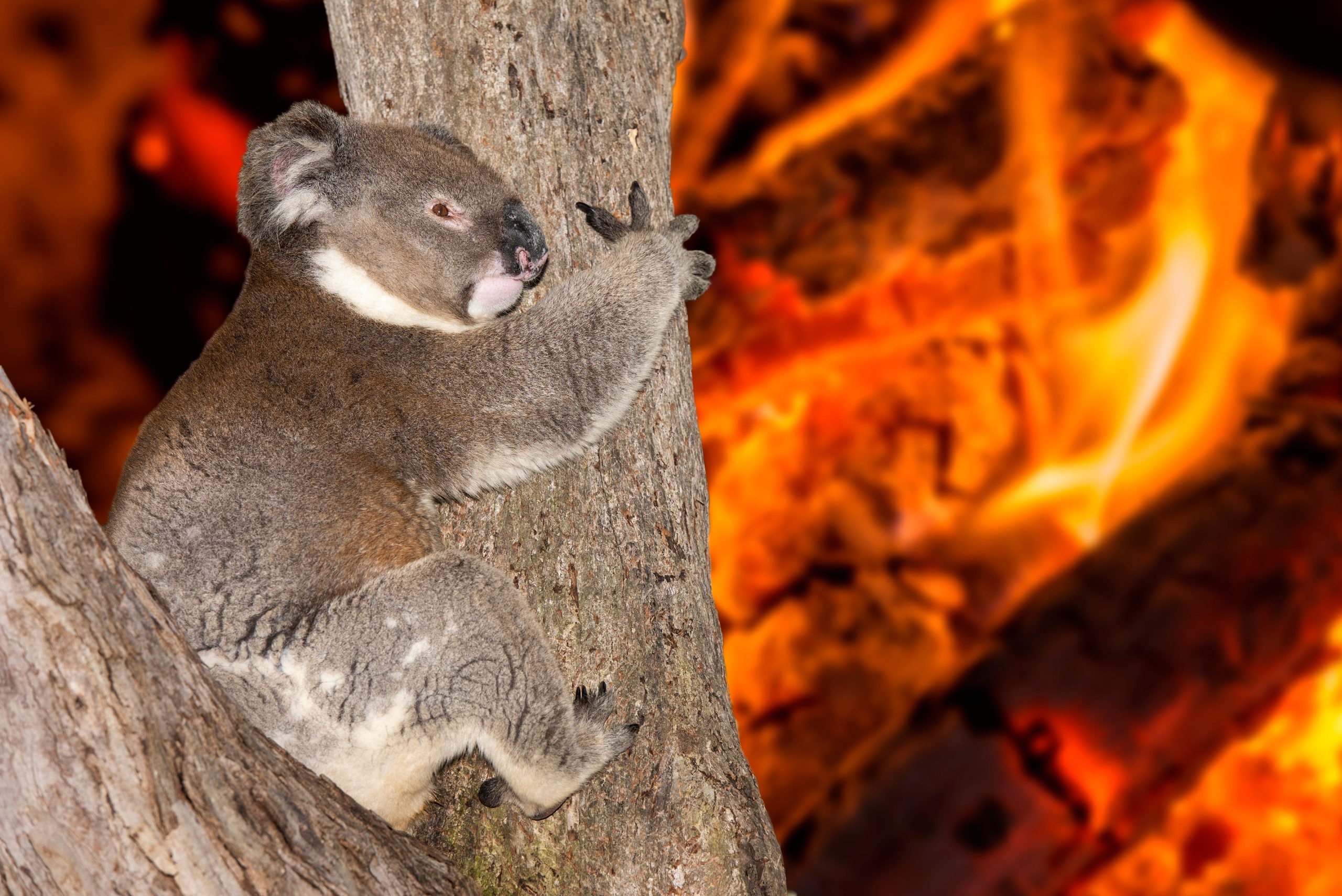 Yelling,Crying,Koala,In,Australia,Bush,Fire Yelling,Crying,Koala,In,Australia,Bush,Fire