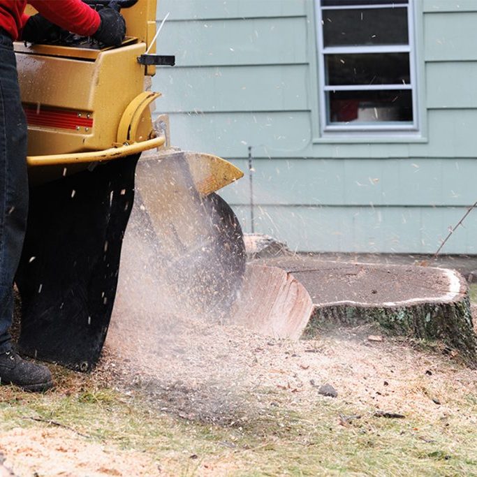 Tree-Stump-Grinding-faq-img Tree Stump Grinding