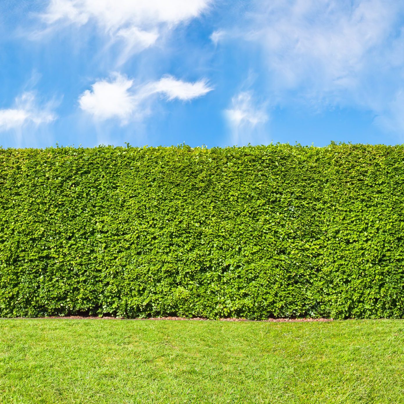 Tall,Hedge,,Endless,Seamless,Pattern,,Tall,Hedge,With,Sky,And Tall,Hedge,,Endless,Seamless,Pattern,,Tall,Hedge,With,Sky,And